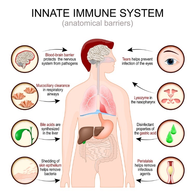 immunsystem