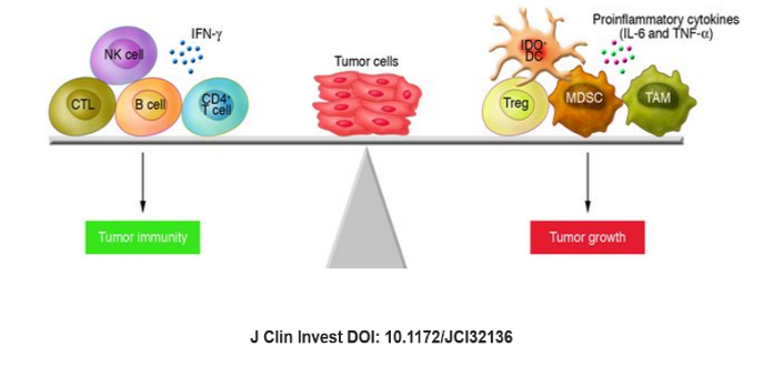 optimierung-immunfunktion-3